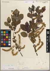 Foto von Salix myrsinifolia Salisb.